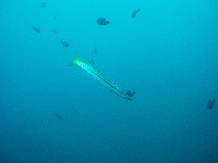 Chevron Barracuda