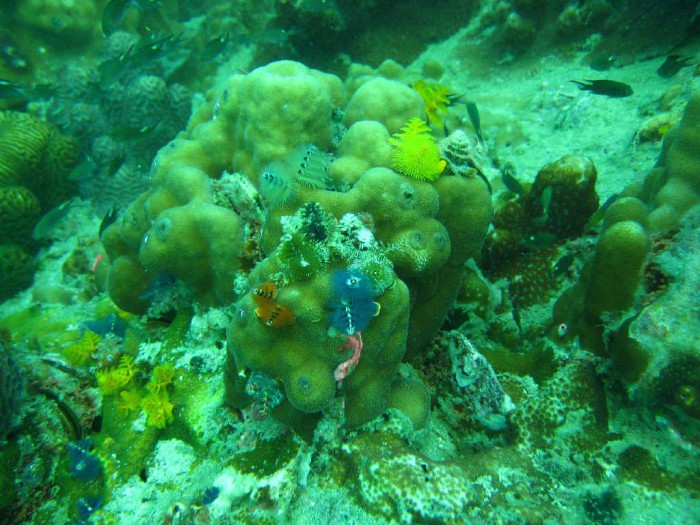 Korallenriff auf Koh Tao